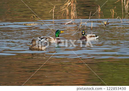 Kamoike Pond is a lively wintering ground for migratory birds Kamoike Pond is a lively wintering ground for migratory birds 122853430
