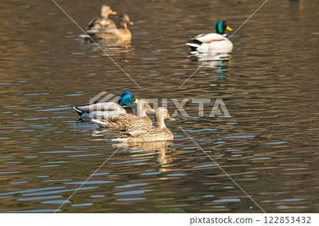 Kamoike Pond is a lively wintering ground for migratory birds Kamoike Pond is a lively wintering ground for migratory birds 122853432