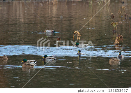 Kamoike Pond is a lively wintering ground for migratory birds Kamoike Pond is a lively wintering ground for migratory birds 122853437