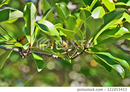 Buds of the Ogatamanoki tree (winter, February) Buds of the Ogatamanoki tree (winter, February) 122853453