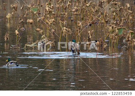 鴨池是候鳥的熱鬧越冬地 122853459