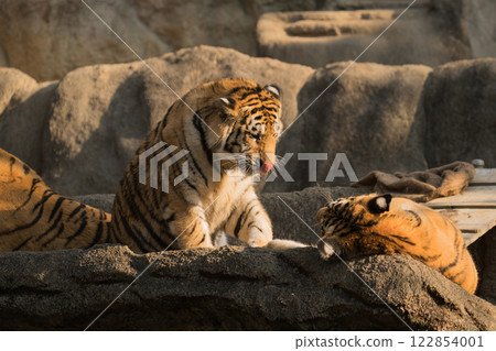 Tiger brothers sunbathing 122854001
