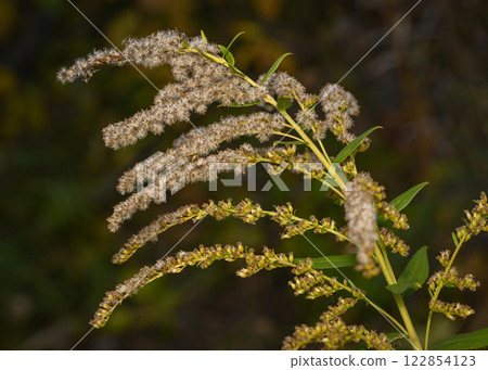 Wildflowers of the Solidago Canadensis shrub in autumn Wildflowers of the Solidago Canadensis shrub in autumn 122854123