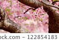 Trunk and early-blooming cherry blossoms on a cherry-colored blurred background 122854183