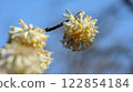 Mitsumata flowers against a blue sky 122854184