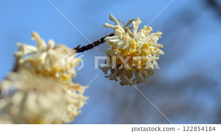 Mitsumata flowers against a blue sky 122854184
