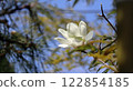 White Magnolia Flowers on a Blue Sky 122854185