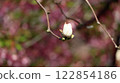 White magnolia buds with blurred background 122854186