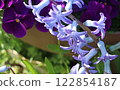 Scilla sibirica flowers against a background of brown flowerpot 122854187
