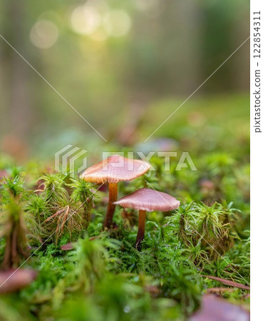 mushrooms and moss on the ground in a forest mushrooms and moss on the ground in a forest 122854311