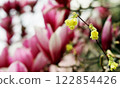 Yellow small flower against a background of many magnolia flowers 122854426