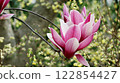 Two magnolia flowers in full bloom with yellow flowers in the background 122854427
