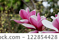 Three magnolia flowers on a blurred background 122854428