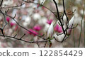 White magnolia buds on blurred background of magnolia flowers 122854429