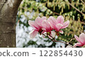 Three pale-colored magnolia flowers on a blurred green background 122854430