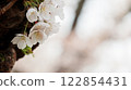 Cherry blossoms on a light pink blurred background 122854431