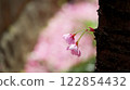 Two cherry blossoms on a blurred cherry blossom background 122854432