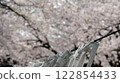Knotted fortune slips on blurred background of Somei-Yoshino cherry tree 122854433