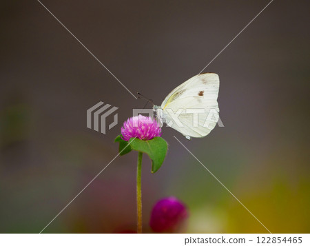 蜂蠟蛾 蜂蠟蛾 122854465