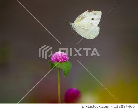 Flight of Monstira Chow Flight of Monstira Chow 122854466