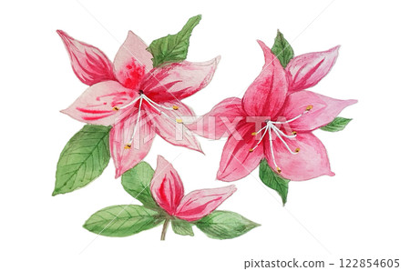 Pink azaleas and satsuki flowers bloom beautifully in spring 122854605