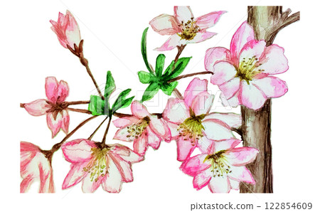 Begonia flower blooms in full bloom in spring Begonia flower blooms in full bloom in spring 122854609