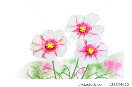 Cosmos blooming in a cosmos field in autumn Cosmos blooming in a cosmos field in autumn 122854610