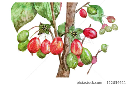 秋季木瓜的紅色果實 秋季木瓜的紅色果實 122854611