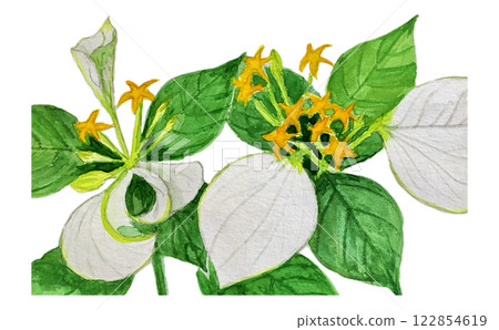 Konronka has beautiful white leaves 122854619