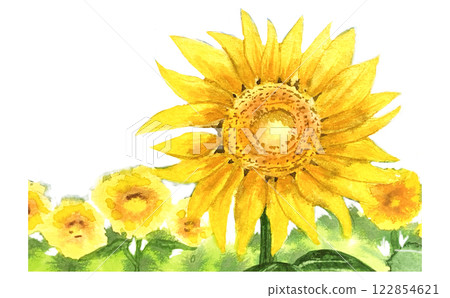 Sunflowers blooming vigorously in midsummer in a sunflower field 122854621