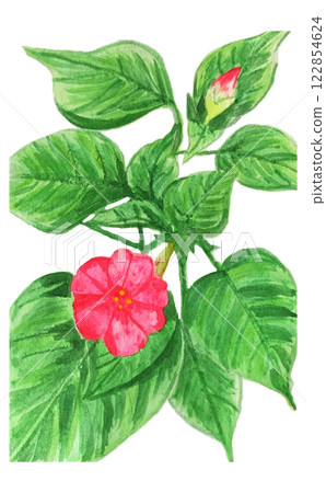 美麗綻放的紫茉莉 122854624