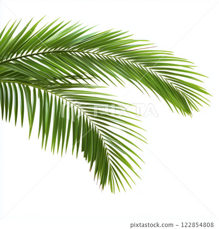 Palm tree isolated on white background 122854808