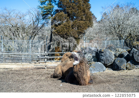 Fuji Safari Park: Camel yawns loudly Fuji Safari Park: Camel yawns loudly 122855075