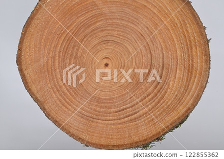 Tree rings of evergreen tree, Inumaki (Japanese yew) [Background material] 122855362