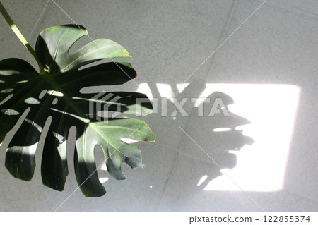 Monstera leaf and its shadow Monstera leaf and its shadow 122855374