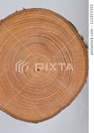 常綠喬木犬捲（日本紅豆杉）的年輪 [背景資料] 122855383