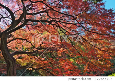 秋日晴朗的東京公園,整個區域被火紅的樹葉覆蓋 秋日晴朗的東京公園,整個區域被火紅的樹葉覆蓋 122855702