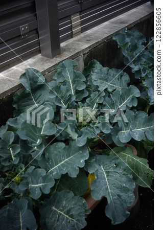 西蘭花 西蘭花 122856605