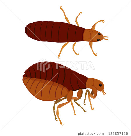 Flea insect pest parasite in top and side positions Flea insect pest parasite in top and side positions 122857126