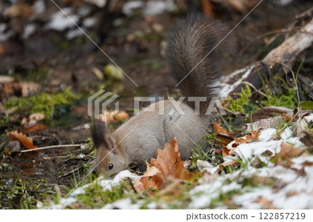 A Hokkaido squirrel drinking water in the early winter forest A Hokkaido squirrel drinking water in the early winter forest 122857219