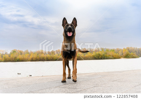 Belgian Malinois standing near a lake with sky background. Belgian Malinois standing near a lake with sky background. 122857408