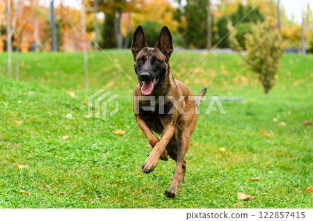 A Belgian Malinois dog runs energetically across a grassy field with ears perked up and tongue out. A Belgian Malinois dog runs energetically across a grassy field with ears perked up and tongue out. 122857415
