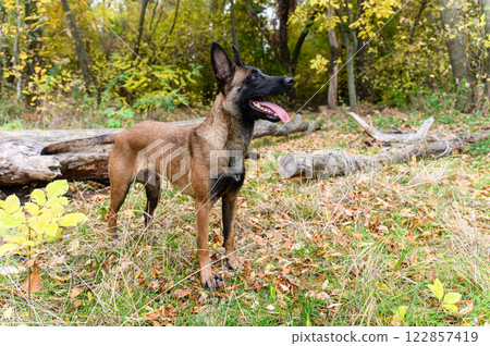 A Belgian Malinois dog stands confidently on a fallen tree in a forest. A Belgian Malinois dog stands confidently on a fallen tree in a forest. 122857419