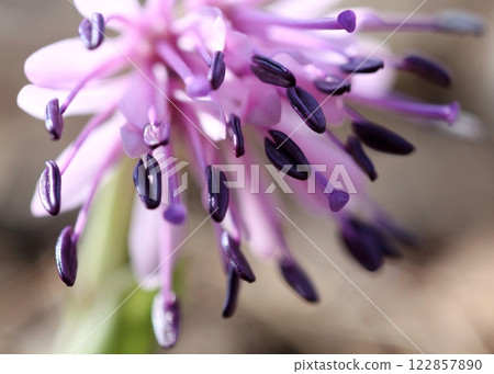 Flower of Shoddy Bakama Flower of Shoddy Bakama 122857890