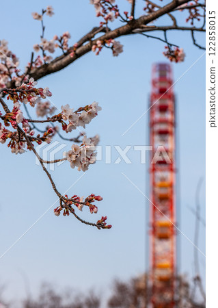 (Toyama Viewpoint) Toyama, Uozu City, Mirage Land, cherry blossoms and Ferris wheel, April 122858015