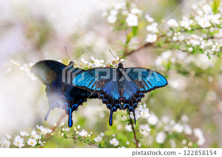 北海道栗山町，一隻燕尾蝶正在吸食花朵上的花蜜 [5 月] 122858154