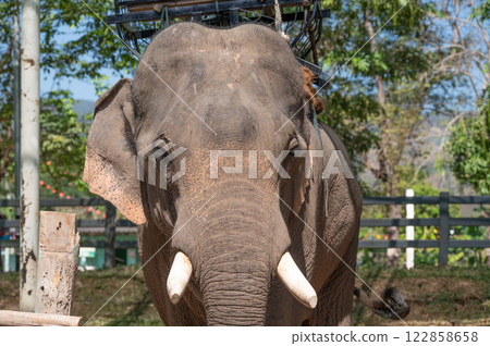 Asian elephant (Elephas maximus) living in wildlife conservation area in Chiang Rai province of Thailand. 122858658