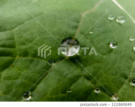 water drops on leaf 122860840