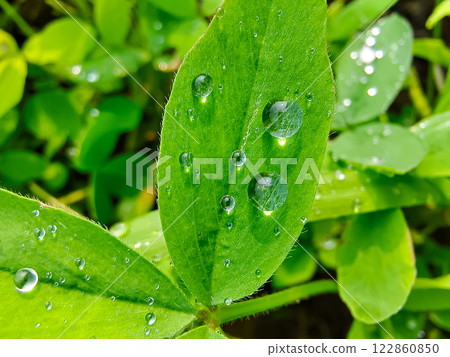 water drops on a green leaf 122860850