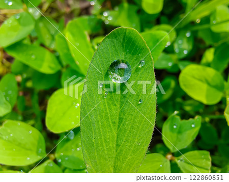 water drops on green leaf 122860851